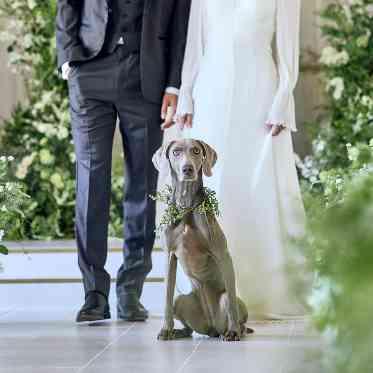 ニーズ湘南茅ヶ崎 by T&G WEDDING(旧 茅ヶ崎迎賓館) 挙式からパーティまでペットと一緒に過ごせる