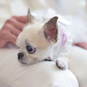 18 (アンウィット) Produced by Casa d' Angela ペット婚も可能