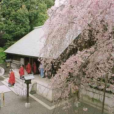 乃木神社・乃木會館 春