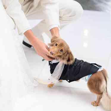 ペットも参加ok