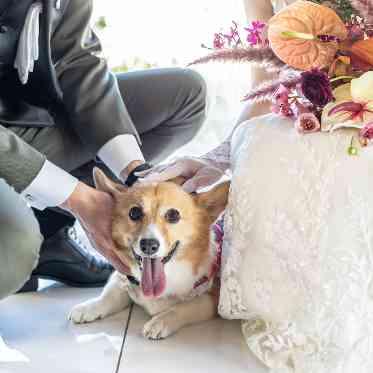 ペット婚OK◎