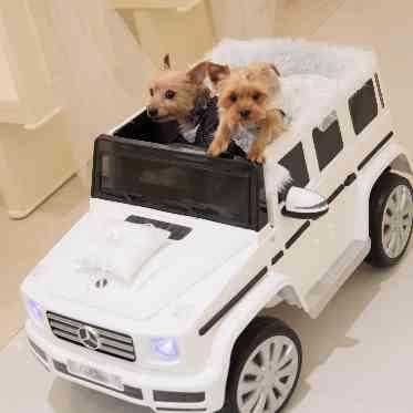 アーヴェリール迎賓館（姫路）/テイクアンドギヴ・ニーズウェディング リングドック