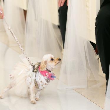 アーヴェリール迎賓館（姫路）/テイクアンドギヴ・ニーズウェディング ペットウェディング