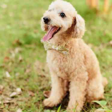 ア・ラ・モードパレ&ザ・リゾート 全てのチャペルでペット参加可能!"リングドッグなどの演出をゲストへ