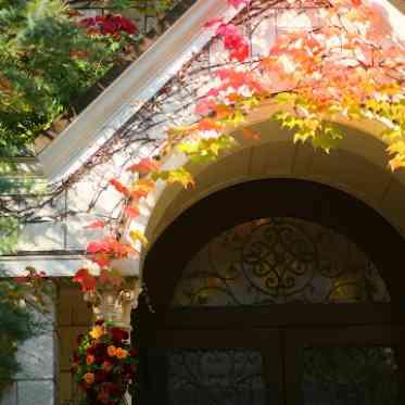京都ノーザンチャーチ北山教会 秋にはアイビーが紅葉し、より一層お写真映え♪