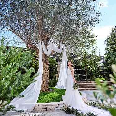 京都ノーザンチャーチ北山教会 樹齢180年のシンボルツリー“オリーブの樹”