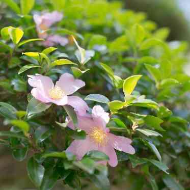神戸迎賓館 旧西尾邸 四季の草花が彩る