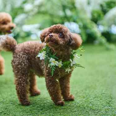 グランドプリンスホテル大阪ベイ 開放的な空間でワンちゃんもストレスフリー