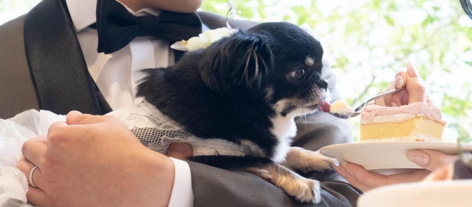 ザ ジャクソン ガーデン（THE JACKSON GARDEN） 披露宴会場