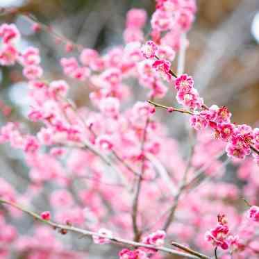 ｍｕｓｅｅ　ｙｏｔｓｕｉｋｅ(ミュゼ四ツ池) 春になると桜の花が咲き、美しい姿に。