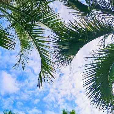 musee yotsuike(ミュゼ四ツ池) 青空の下最高の一日を