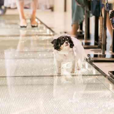 ｍｕｓｅｅ　ｙｏｔｓｕｉｋｅ(ミュゼ四ツ池) ペットと一緒に結婚式