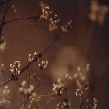 recipe(レシピ) ナンキンハゼには真心・心通い合うそんな意味が込められています