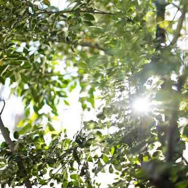 Angepatio(アンジェパティオ) 緑煌めく