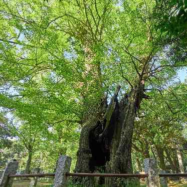 樹齢400年、江戸時代初期から歴史の変遷を見守ってきた神社のシンボルである大銀杏