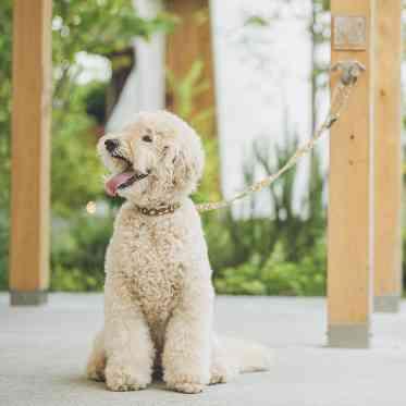 愛犬も一緒に