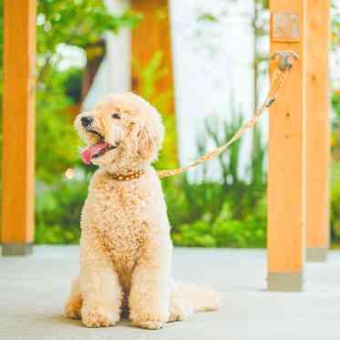 Healing Forest Garden（ヒーリング フォレスト ガーデン） 愛犬も一緒に過ごせる♪