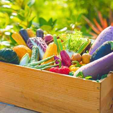 Healing Forest Garden(ヒーリング フォレスト ガーデン) 市場から直接仕入れる季節の食材を使ったこだわりのコース料理をご提供