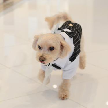 アヴァンセリアン 東京 AVANCER LIEN TOKYO ペットシッターを当方にて無料手配いたします