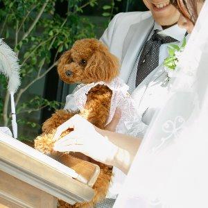 アイネスヴィラノッツェ　宝ヶ池●クラウディアホールディングス ワンちゃんと一緒に結婚式を！