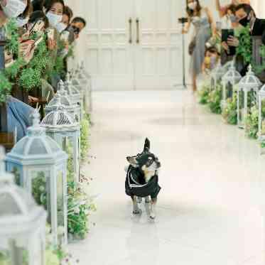 アイネスヴィラノッツェ 宝ヶ池●クラウディアホールディングス バージンロードを歩き、ご主人様に指輪を届けるワンちゃん