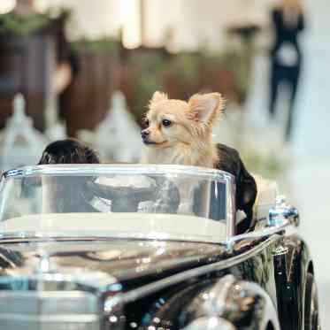 アイネスヴィラノッツェ 宝ヶ池●クラウディアホールディングス ラジコンカーに乗ったワンちゃんも!