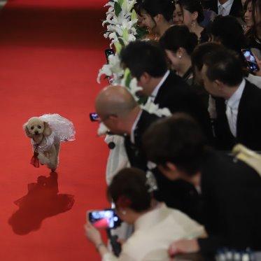 マリエール山手（セント・リージェンツ大聖堂） 愛犬も祝福にかけつけます！大好きなペットとの記念挙式もご相談ください。