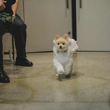 Apartment2c Wedding(アパートメントトゥーシーウェディング) 大切な家族のペットも挙式にご参加いただけます