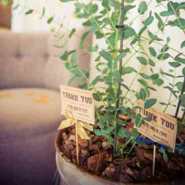 ウェルカムプランツ