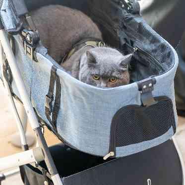 JASMAC YAKUMO(ジャスマック八雲) ネコちゃんもメイン会場に登場