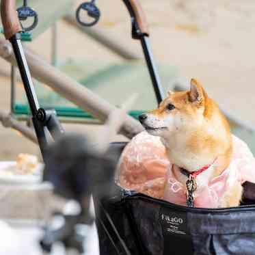 JASMAC YAKUMO（ジャスマック八雲） ゲストと一緒に着席