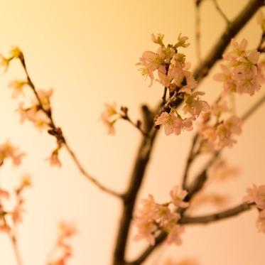 JASMAC YAKUMO(ジャスマック八雲) 和婚