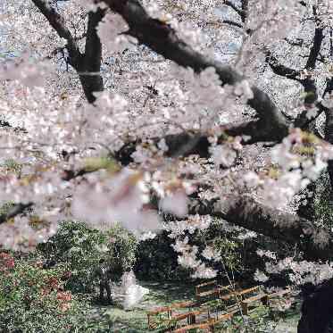 ラ・クラリエール 春には満開の桜のなかで結婚式