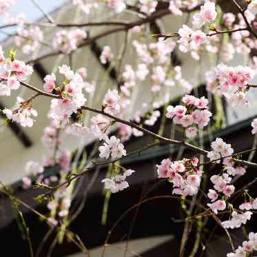 THE KAWABUN NAGOYA （ザ・カワブン・ナゴヤ） 春には満開の桜がおふたりのご結婚式を彩ります。