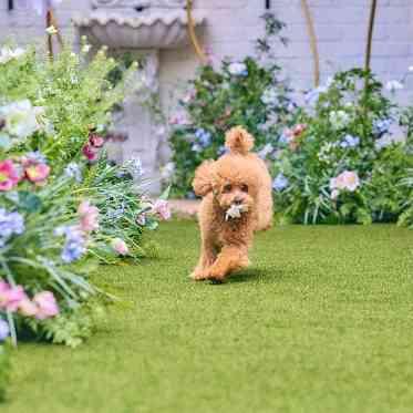 アールベルアンジェ チャペル嵯峨野