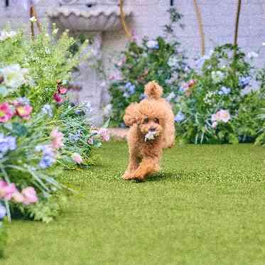 アールベルアンジェ チャペル嵯峨野 あ