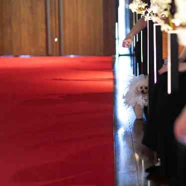 Mia Via(ミア ヴィア) ゲストに寄り添うわんちゃんに会場も笑みがこぼれる