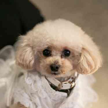 Mia Via(ミア ヴィア) わんちゃん用アイテムの貸し出しもプラン内♪