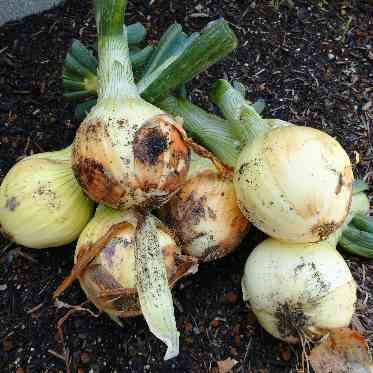 Mia Via(ミア ヴィア) 玉ねぎ