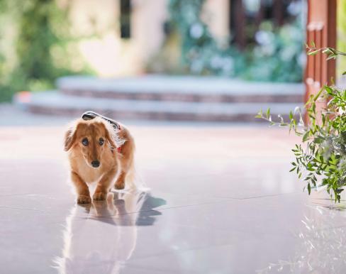 二条城チャペル セント・アベニールの画像4