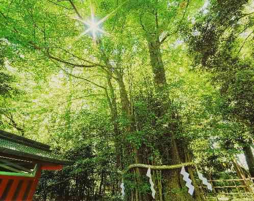 大國魂神社　結婚式場の画像4