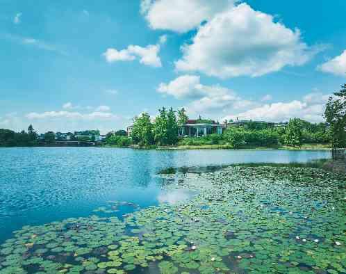 IRIS WATER TERRACE AYAMEIKEの画像3