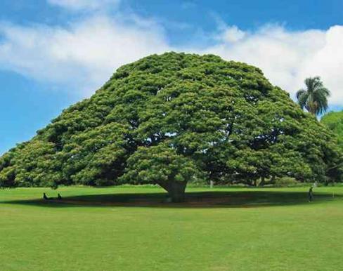 モアナルアガーデンウェディング / ワタベウェディングの画像3