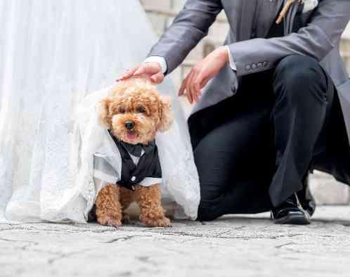 ウエディングファンタジアの画像4