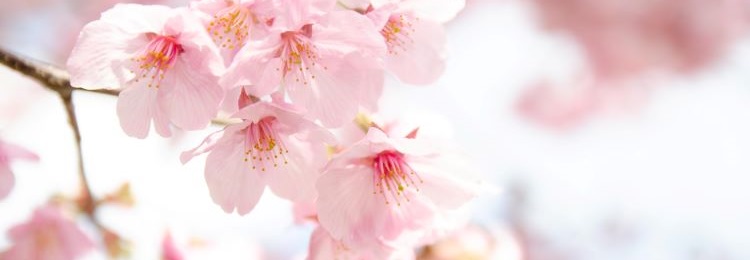 桜　春　花