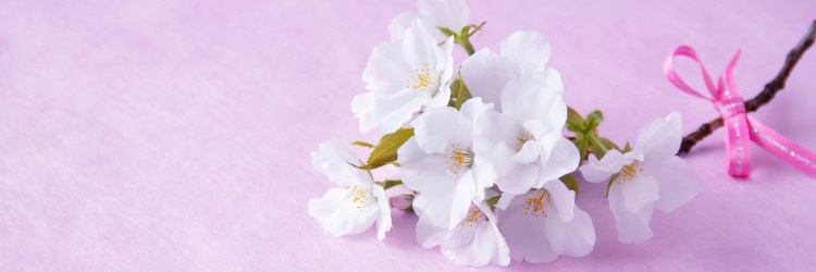 桜　春　花