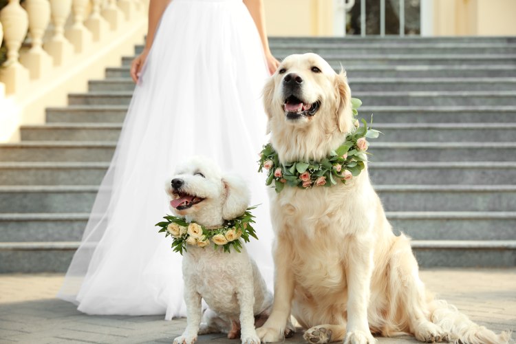 ペット婚　犬