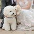 【フォトWD相談会】愛犬と一緒のフォト撮影もOK♪のイメージ