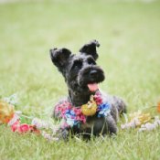 \ペットも大切な家族の一員/貸切邸宅×ペットと一緒にWD相談