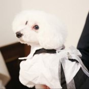 【ペット婚もOK】愛犬と叶えるガーデンW×最大120万円優待